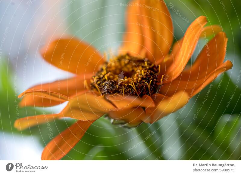 Inflorescence of Zinnia angustifolia (Kunth) from Mexico zinnia angustifolia Narrow-leaved zinnia yearlong Ornamental flower composite asteraceae inflorescence