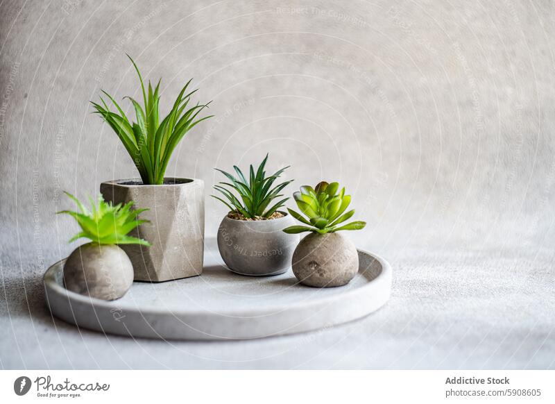 Elegant minimalistic design with concrete planters on a textured background interior decoration succulent green elegant serene gray tranquil subtle simplicity