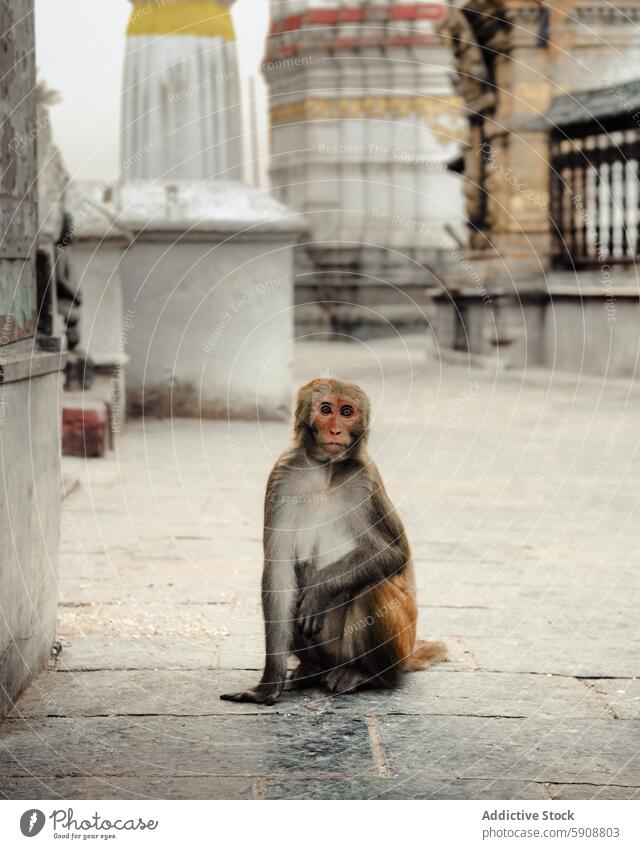 Lonely monkey sitting in a temple courtyard stone paving ancient structures background solitary contemplation animal wildlife primate alone serene peaceful