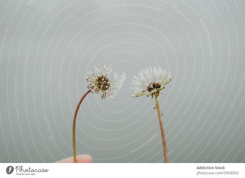 Two dandelions against a soft gray background flower nature close-up white simplicity botanical spring flora bloom seed plant petal stem fragile delicate light