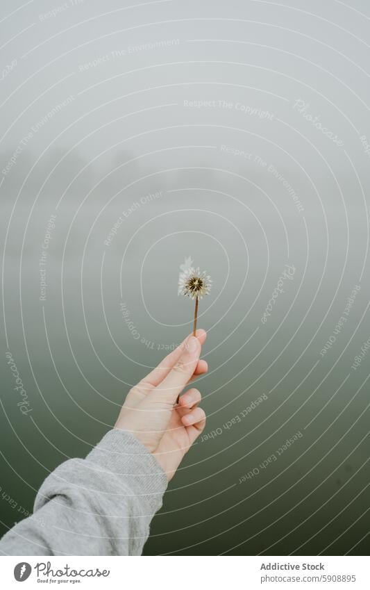 Hand holding a dandelion in a misty landscape hand fog tranquility simplicity nature flower serene grey sleeve outdoor calm peaceful quiet plant arm vision