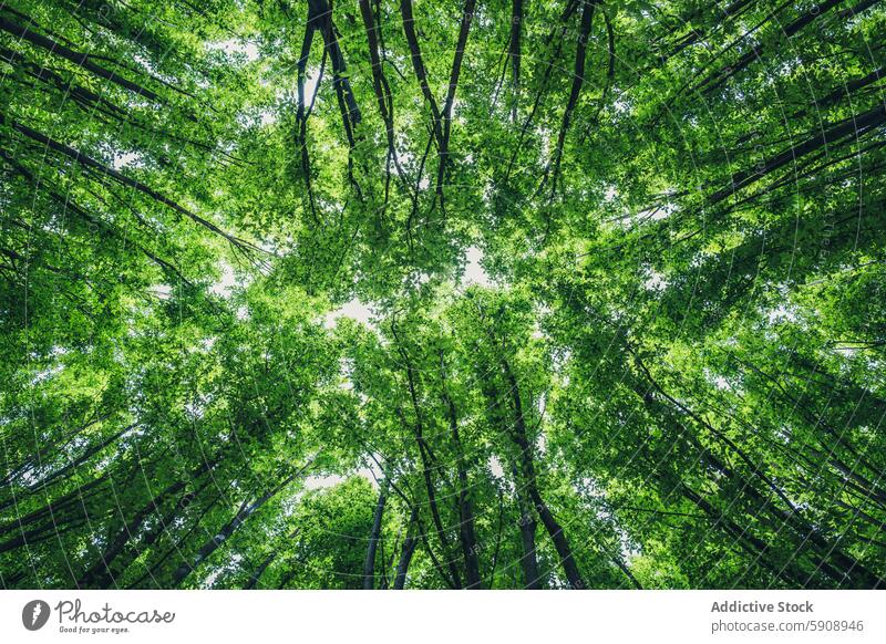 Lush green canopy of trees viewed from below nature leaf branch sunlight sky forest outdoor copenhagen denmark landscape ecological ecology environment verdant