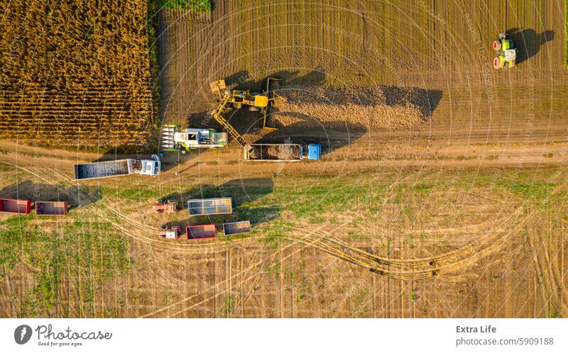 Aerial view on truck shift, loading sugar beet for transportation Above Agricultural Agriculture Beet Bulk Burden Capture Cargo Carry Change Collect Conveyor