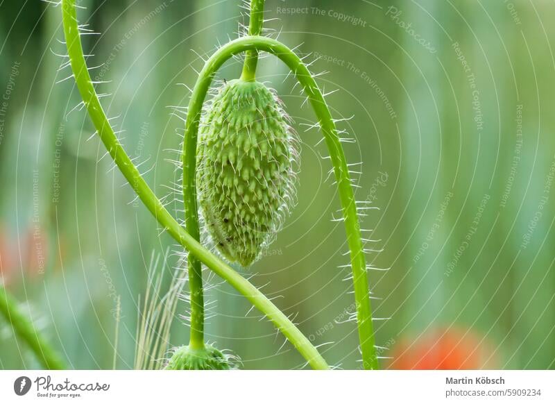 Green bud of the corn poppy. Wildflower from nature. Red splashes Summer summer day soft field red poppy plant petals grass summer flowers season poppy field