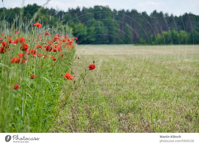 Corn poppy in a cornfield with red petals. Red splashes of color in green surroundings Summer flower summer day soft nature red poppy plant grass summer flowers