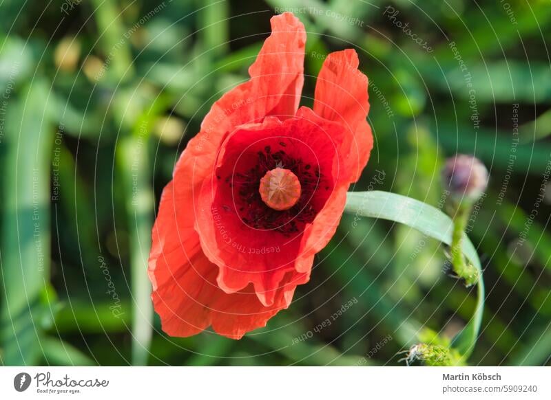 Corn poppy in a summer meadow with red petals. Wildflower from nature. Red splashes Summer summer day soft field red poppy plant grass summer flowers season