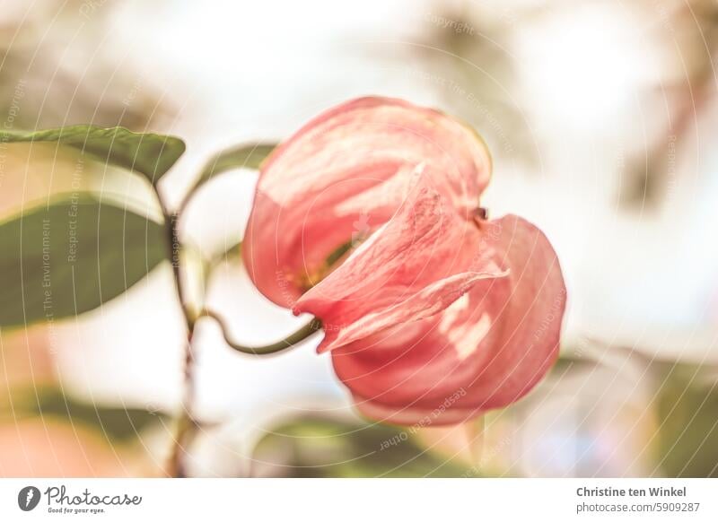 pink blossom Blossom Blossoming Cornus florida Summer Pink Garden ornamental shrub Sunlight Nature Plant ornamental wood Flowering Dogwood