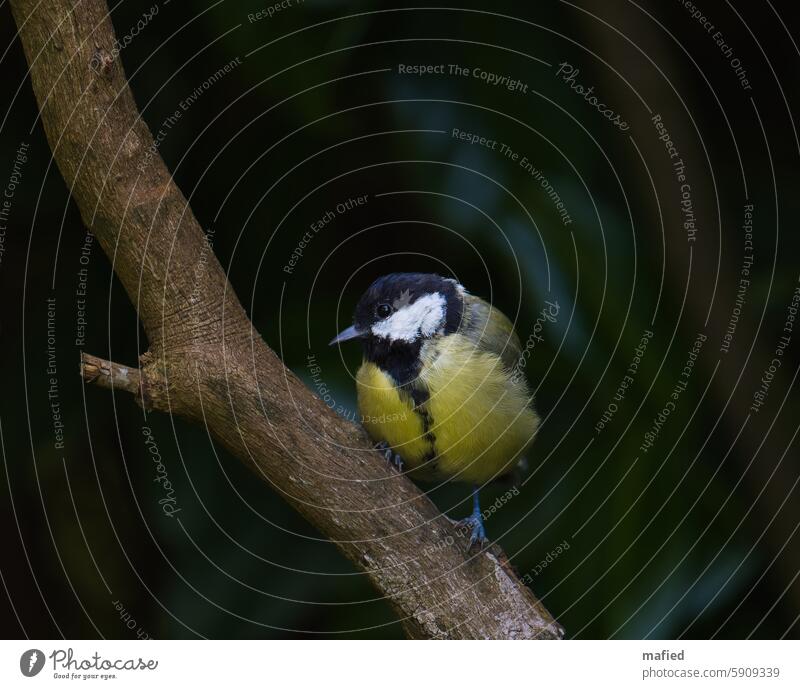 Baby birds: Young great tit sitting in the hedge Tit mouse Young bird feeding Bird Wild animal Garden Hedge animal portrait Exterior shot Colour photo Beak