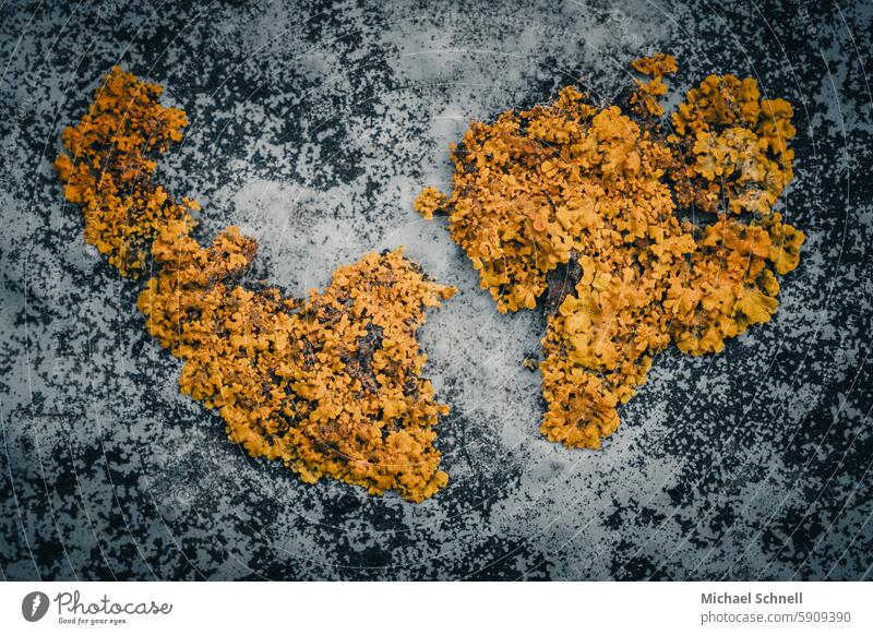 Common yellow lichen (Xanthoria parietina) on a wall Lichen Coating Yellow Orange Close-up Macro (Extreme close-up) Environment Biomonitoring