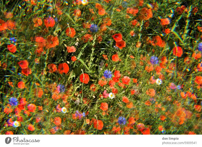 Corn and poppies Cornflower Flower Summer Colour photo Exterior shot Blossoming Growth Flower meadow Plant Wild plant poppy flower Field Environment naturally