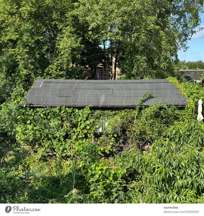 House in the green House (Residential Structure) Roof roofing felt Gardenhouse proliferate ingrown garden colony idyll idyllically Nature Wild werder