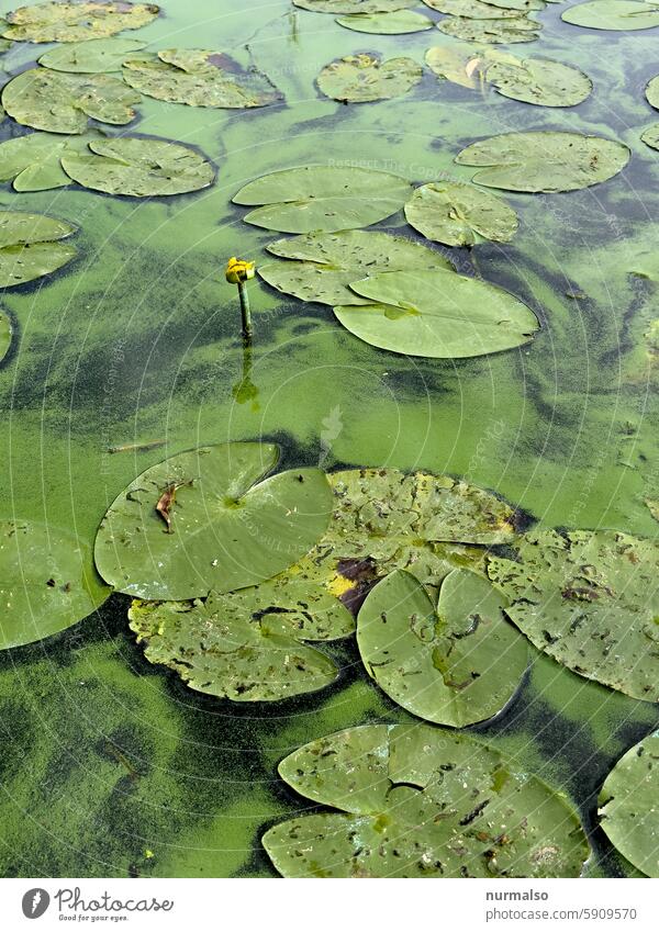 Where is the frog? Water Lily Water lily leaf Havel Blossom Yellow Duck yolk Green blossom Nature Freshwater bathing prohibition bathe midsummer Warmth