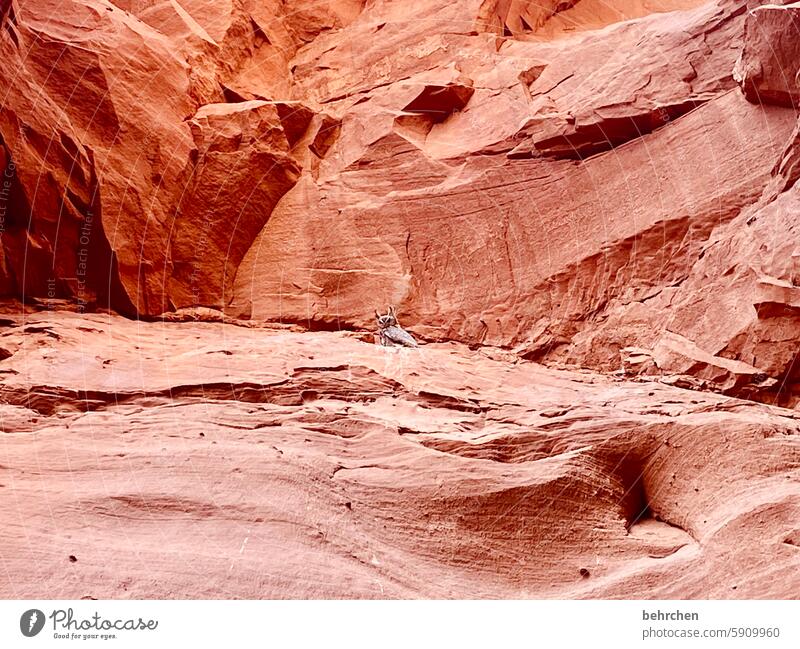 owl Impressive Fascinating canyon Fantastic Arizona Vacation & Travel Exceptional Far-off places Nature USA Americas Antelope Canyon stunningly Rock Orange