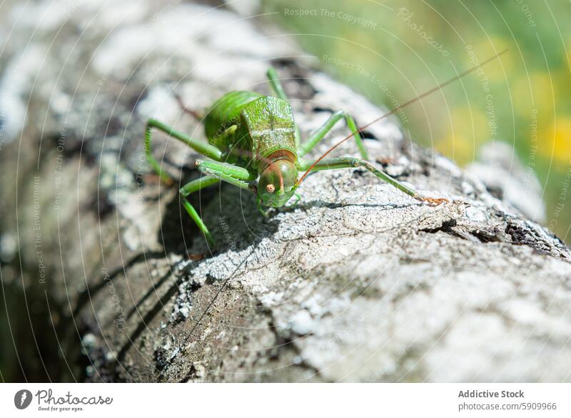 Close-up view of a green cicada on a textured tree bark insect nature wildlife close-up macro antenna vibrant detailed perched rugged blurred background outdoor