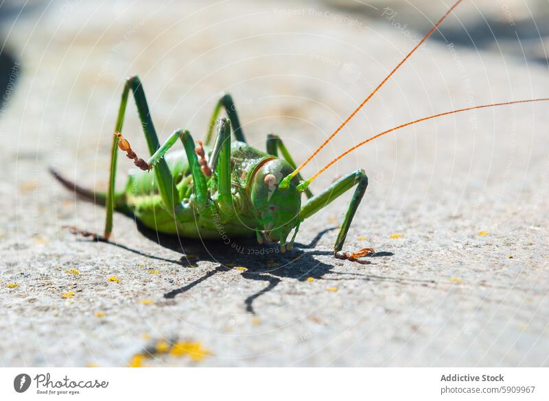 Close-up photo of a green cicada on a concrete surface grasshopper insect close-up nature wildlife antennae leg macro texture bright sunlight detail outdoor