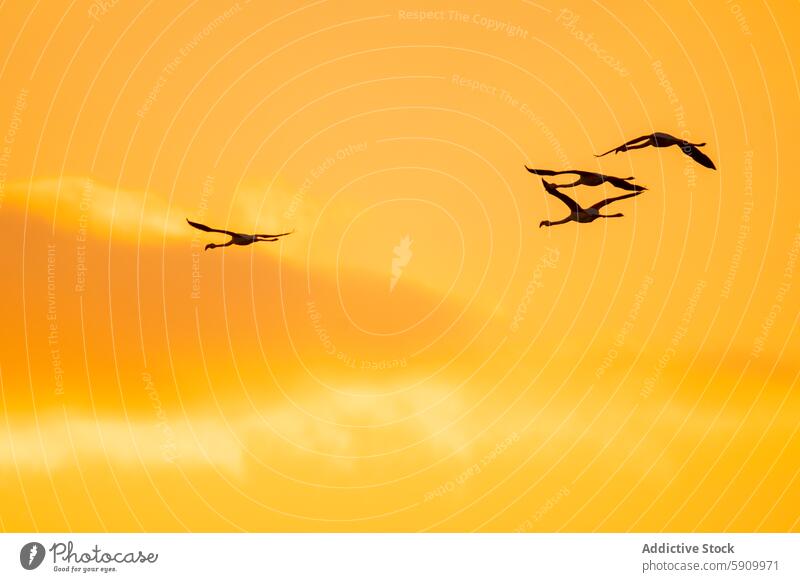 Four flamingos flying against a sunset sky flight bird silhouette orange nature wildlife freedom grace elegant vibrant air soar glide evening dusk warm tranquil