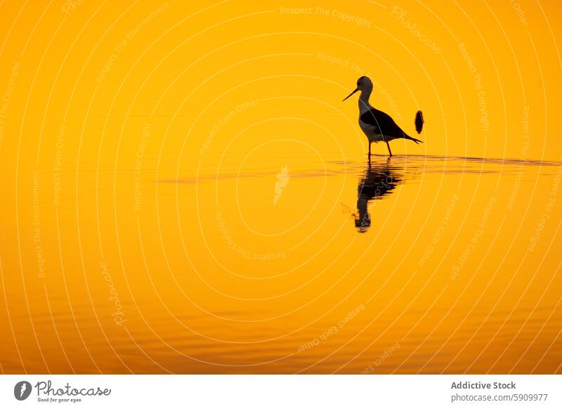 Bird silhouette against a golden sunset seascape bird reflection water dusk nature serenity peaceful wildlife tranquility orange yellow horizon evening light