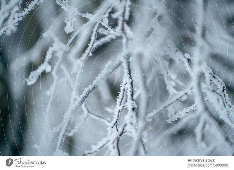 Frost-covered branches in a Swiss winter landscape switzerland frost snow cold icy serene nature close-up white chill magical beauty quiet tranquil outdoor