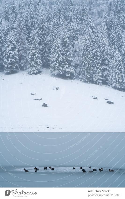 Snowy Swiss forest and serene lake with ducks switzerland winter snow tranquil tree water cold nature outdoor scenery landscape white frost chill peaceful