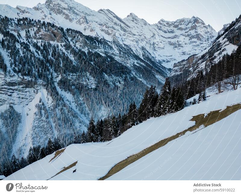 Majestic Swiss Alps covered in snow during winter switzerland alps mountain landscape nature frost tree peak clear sky rugged outdoor scenic beauty serene