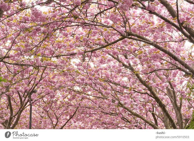 Blossoming cherry trees Cherry tree Cherry blossom Spring fever Nature Pink Tree Plant pretty Cherry trees pink blossoms Garden Colour photo Park cherry blossom