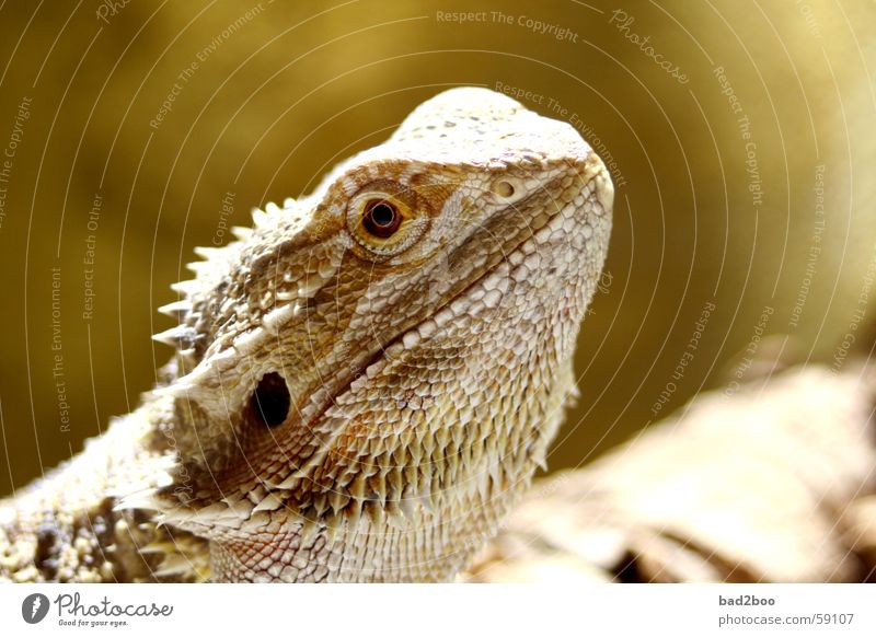 bearded dragon Barbed agame Agamidae Saurians Reptiles Armor-plated Animal Eyes Spine