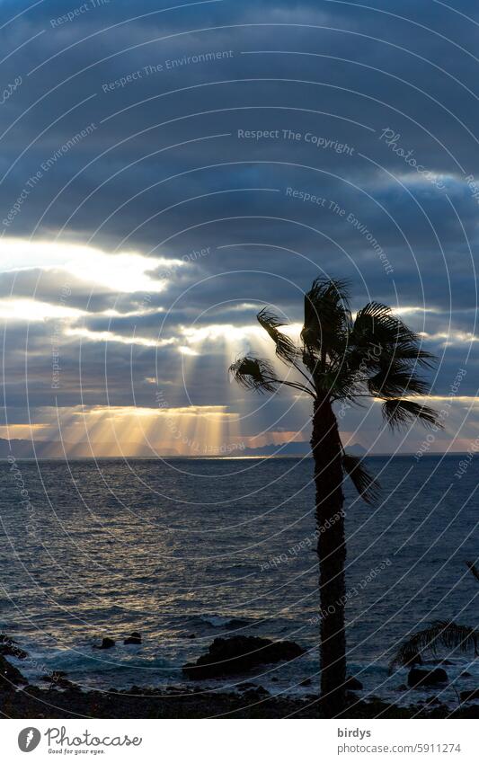 Palm tree by the sea, rays of the setting sun break through the clouds Ocean Sunset Sunbeam Clouds Sunlight Horizon Evening Water Twilight dramatic sky coast