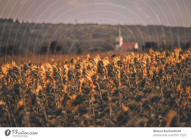 Uniform autumnal sunflowers point towards the village uniformity Summer Sunflower Sunflower field Sunflowers Autumnal Nature Yellow Field Exterior shot Sunlight