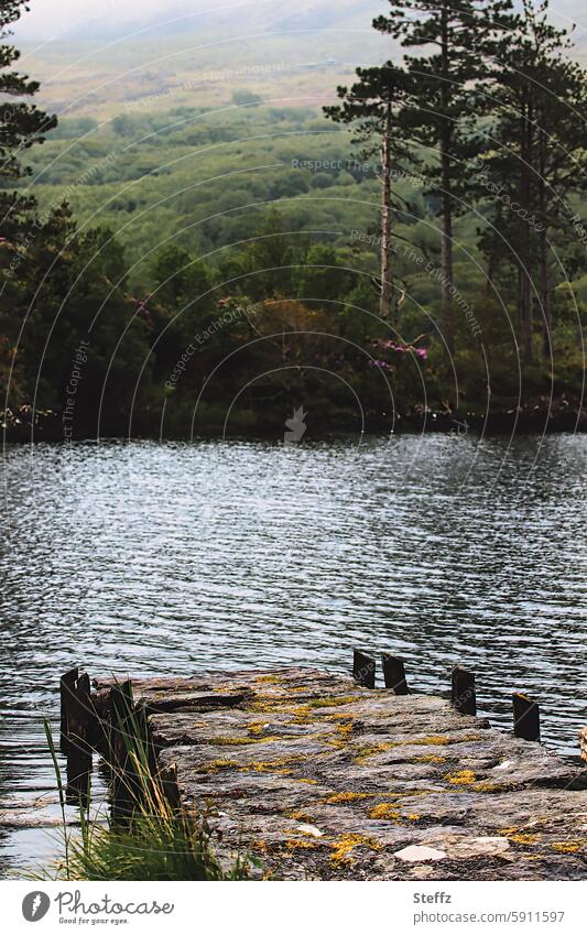 Stone jetty by the lake Footbridge Lake Lakeside Stone footbridge stones Wooden post wooden posts bank Peaceful idyllically tranquillity Idyll Calm Green silent