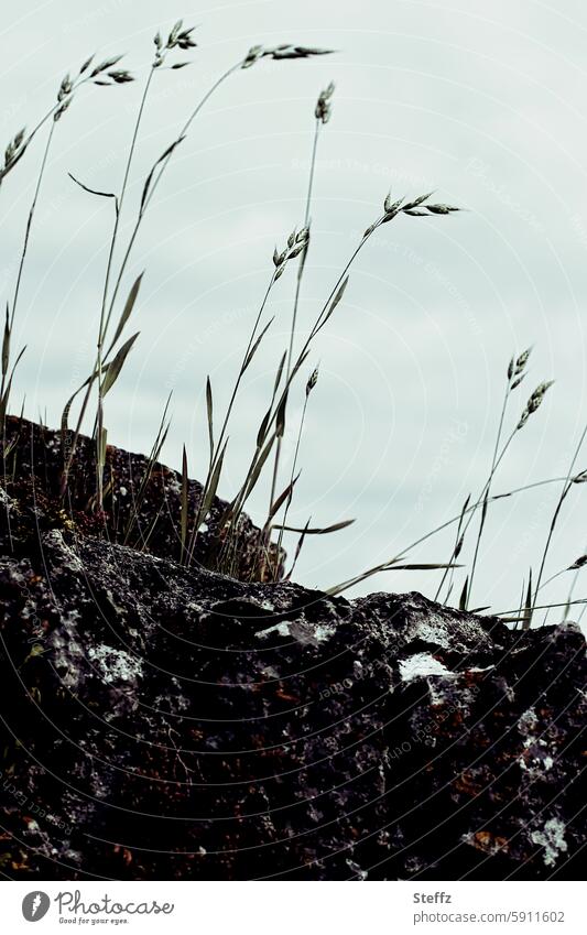 Grassy old wall grassy Wall (barrier) Old Ruin Stone wall Decline wax Derelict transient The power of nature Transience lost places stones Overgrown Broken Dark