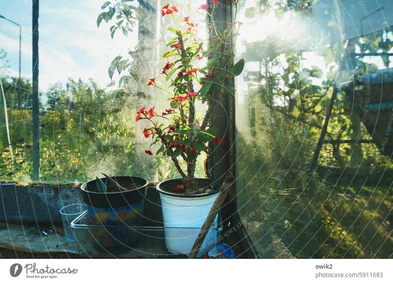 In the greenhouse Crown-of-thorns Euphorbia Euphorbiaceae Colour photo Interior shot Window pane background succulent Deserted inflorescence Houseplant Plant