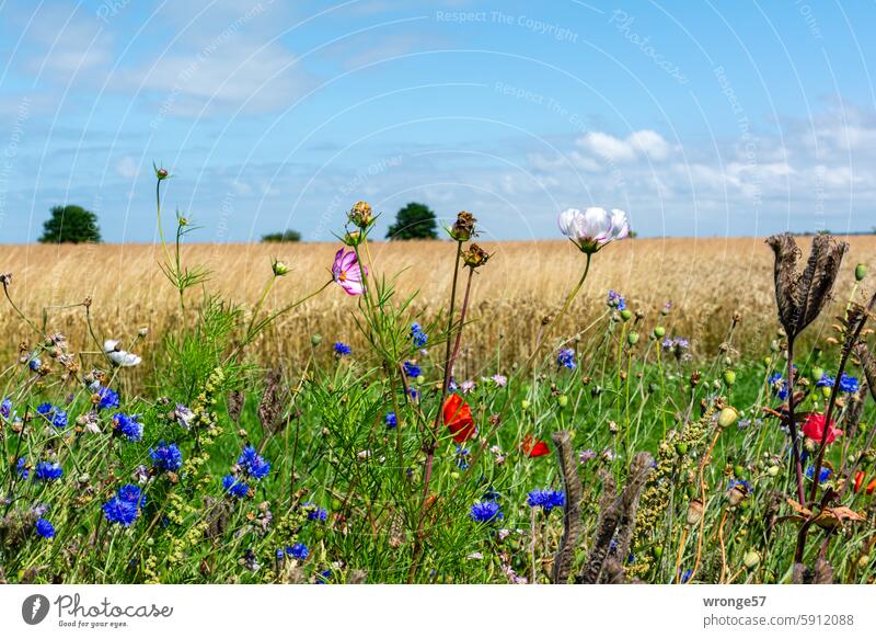 Flower strips for greater biodiversity blood streaks Margin of a field wild flowers Summer Blossom Agriculture Cornfield Grain field Field