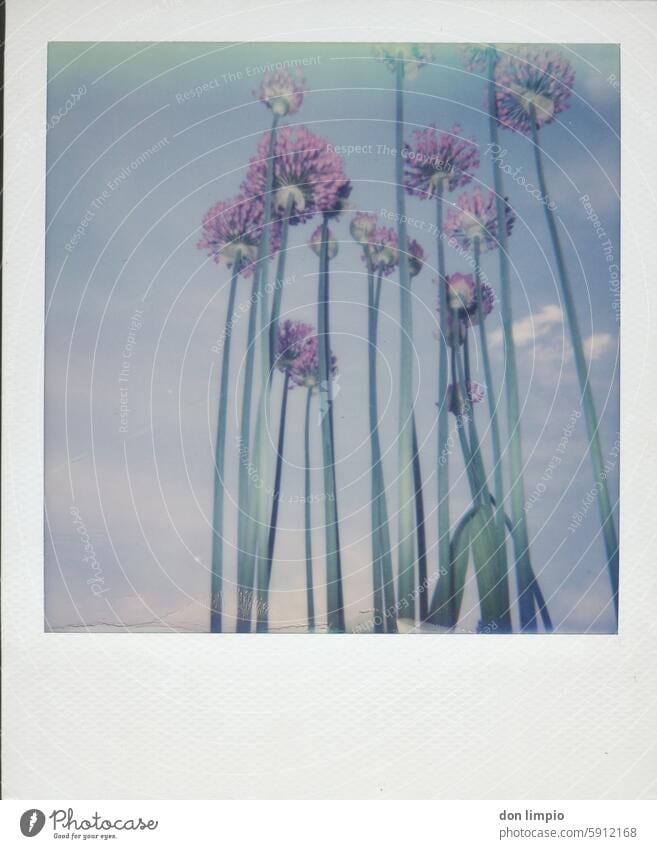 flowers Polaroid Exterior shot Day Deserted Colour photo Copy Space bottom Plant Nature Environment Shallow depth of field Blossom naturally Close-up Growth