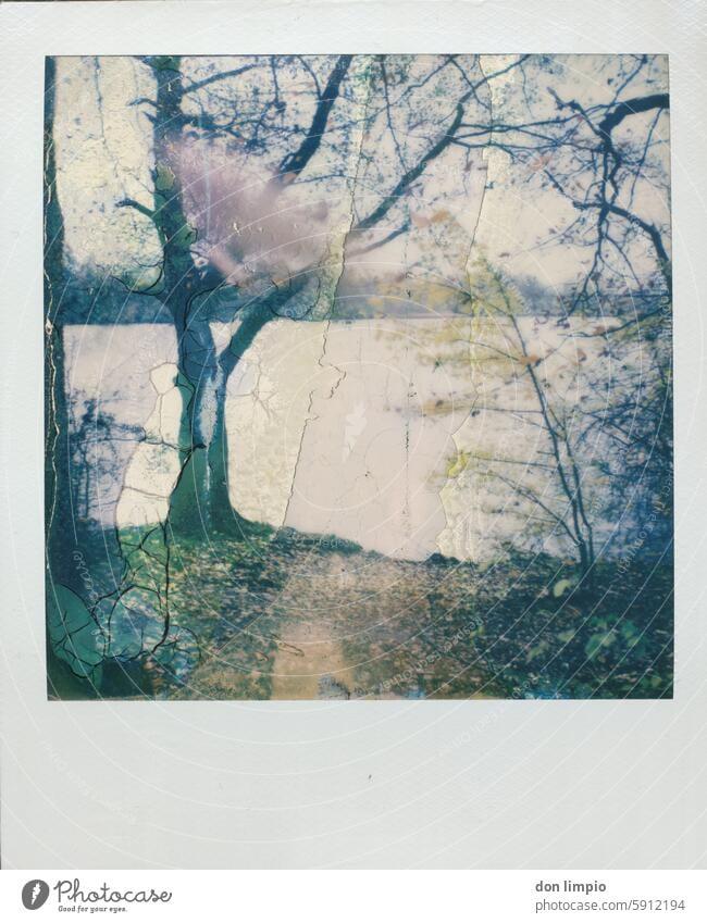 Autumn Polaroid Nature Tree Plant Exterior shot Deserted Colour photo Day naturally Landscape Environment