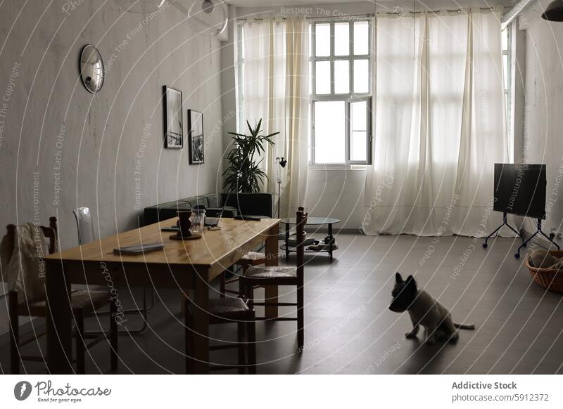 Dog in a large living room dog interior home minimal spacious window curtain light wooden table chair decor pet animal indoor cozy comfortable residence modern