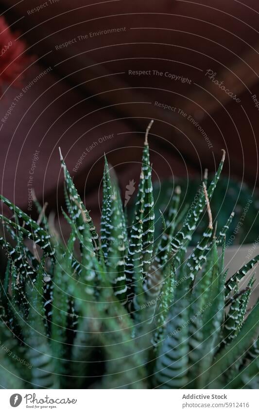 Close up of vibrant green Haworthiopsis fasciata plant succulent garden care watering leaf nature indoor pattern detailed close-up botanical horticulture