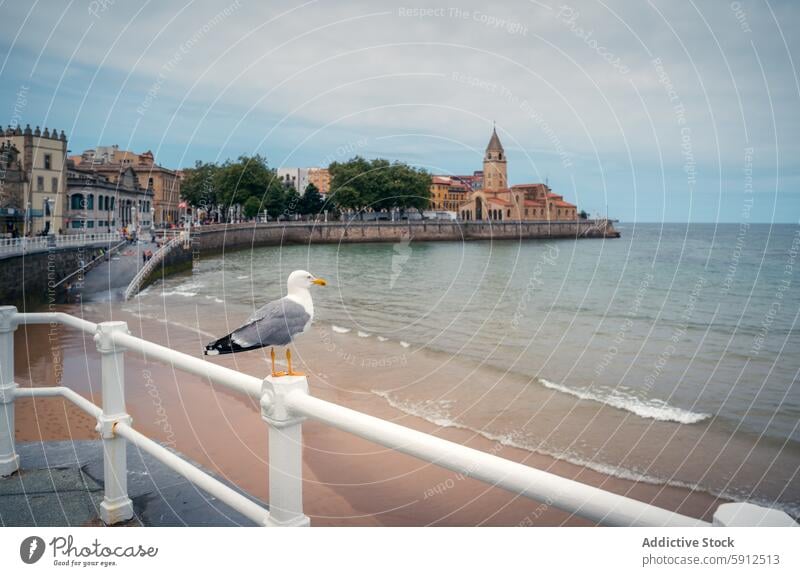 Seagull overseeing the scenic coastline of Gijon, Spain seagull gijon spain cityscape urban nature railing bird ocean beach waterfront architecture travel