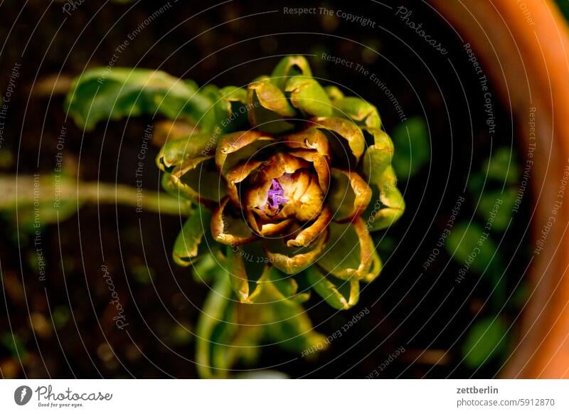 artichoke Artichoke blossom Blossom Garden Vegetable allotment Garden allotments bud Deserted Nature fruit Plant tranquillity Holiday season Garden plot Summer