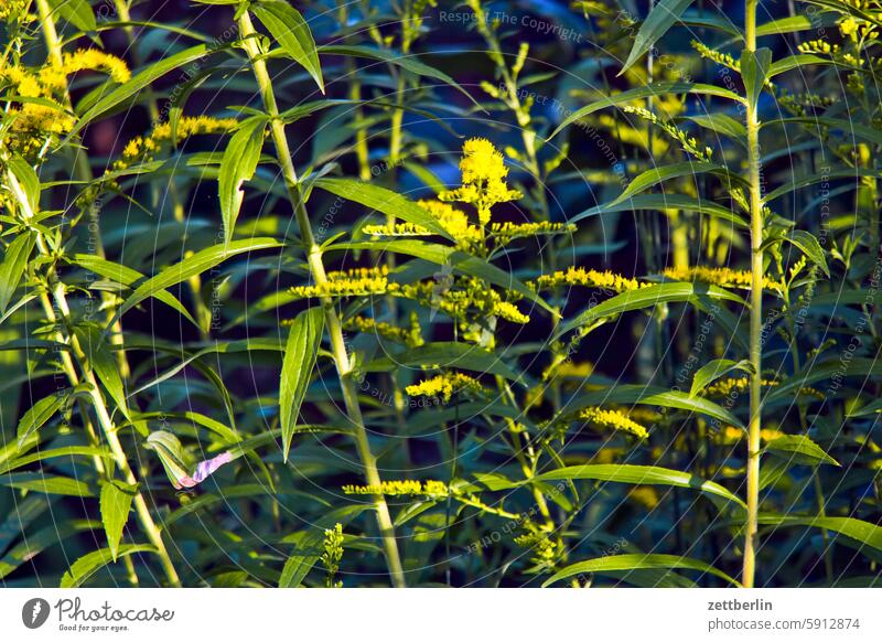 goldenrod blossom Blossom Dark Twilight Relaxation awakening holidays Garden Hedge Sky allotment Garden allotments bud Deserted neighbourhood Nature Plant