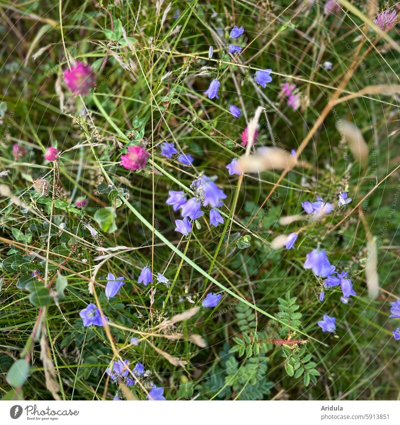 Wild meadow with bluebells and clover wild flowers Meadow grasses Easy Hill Summer Nature North Sea coast Bluebell Clover Delicate Wild plant Plant