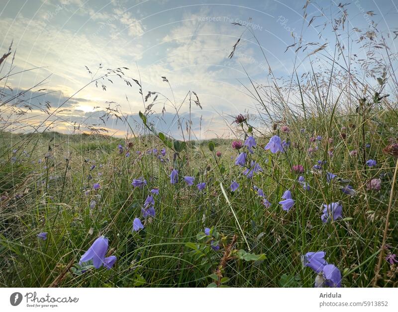 Evening mood | bluebells and clover on a shallow dune meadow by the North Sea Meadow grasses flowers Sky Easy duene Hill Landscape Summer Nature coast