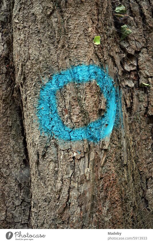 Blue circle as a symbol only marking a hiking trail on the bark of an old tree in summer at Heiligenberg Castle in Seeheim-Jugenheim near Darmstadt in Hesse