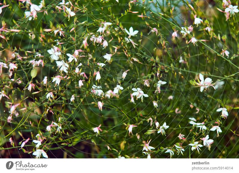 The last garden photo blossom Blossom Dark Twilight Relaxation awakening holidays Garden Hedge Sky allotment Garden allotments bud Deserted neighbourhood Nature