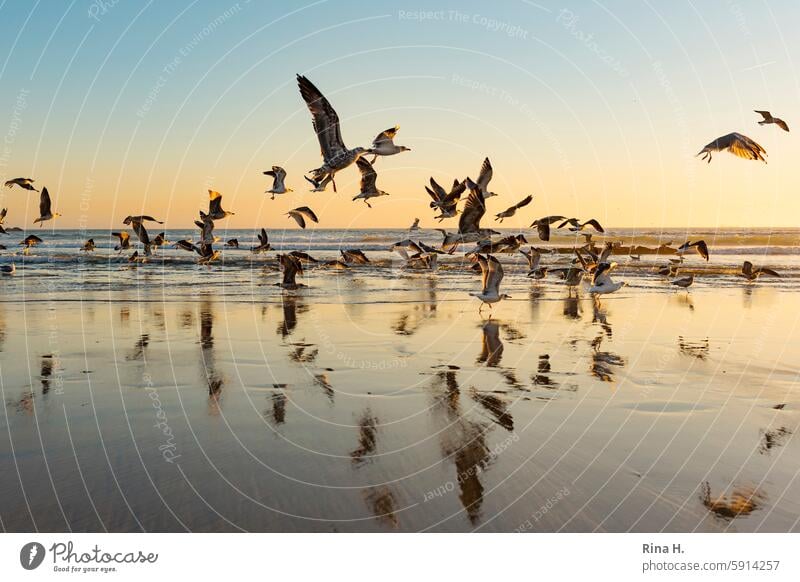 Seagulls at sunset by the sea Sunset Ocean Atlantic Ocean Horizon seagulls Flock of birds Considerations atmospheric vacation Relaxation coast