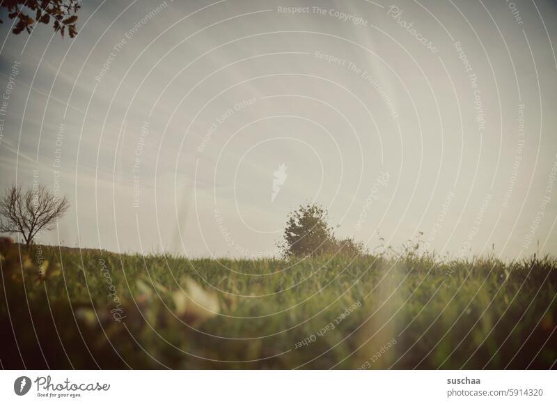 somewhere in the field Meadow Outdoors Nature Rural Landscape Green Grass Summer bush Sky late summer