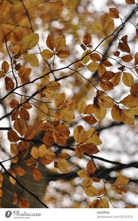 autumn leaves Autumn foliage Tree branches Autumnal autumn colours Brown tones ramified Early fall autumn mood Transience Autumn Season Seasons Autumn leaves