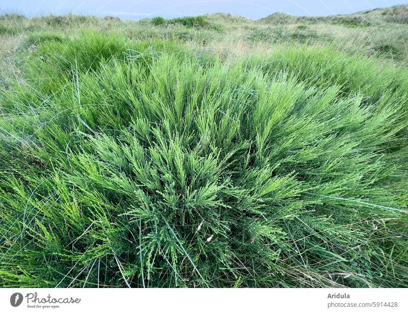 Broom on the North Sea coast dunes Marram grass Plant Green Nature duene Landscape