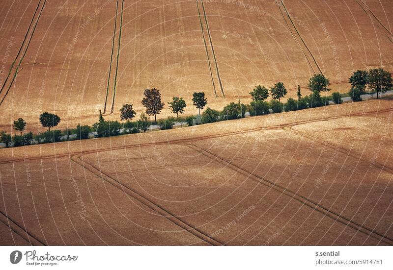 golden fields Field Tree Avenue Grain Gold