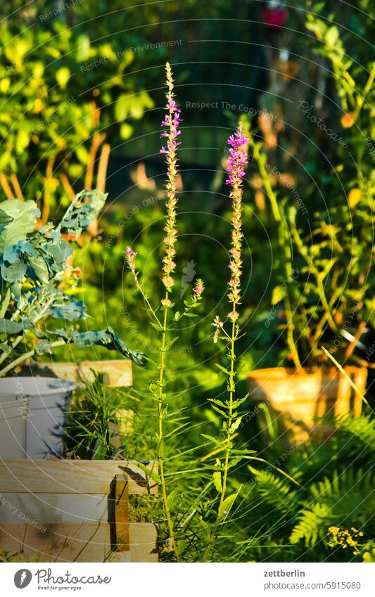 Garden again blossom Blossom Dark Twilight Relaxation awakening holidays Hedge allotment Garden allotments bud Deserted neighbourhood Nature Plant tranquillity