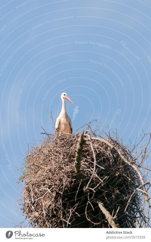 Single stork standing on a large nest against blue sky bird nature wildlife perching outdoor twig branch natural habitat animal height vertical beak feather